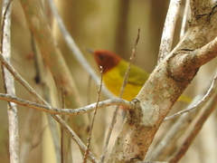 Setophaga petechia bryanti