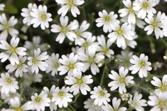 Cerastium julicum