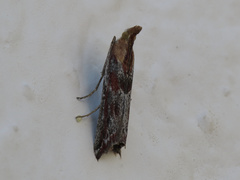 Ancylosis cinnamomella