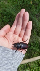 Lucanus cervus