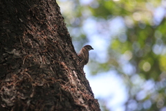 Passer montanus