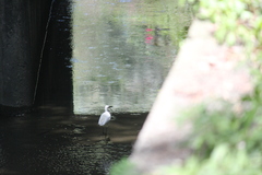 Egretta garzetta