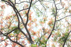 Delonix regia