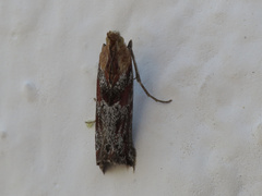 Ancylosis cinnamomella
