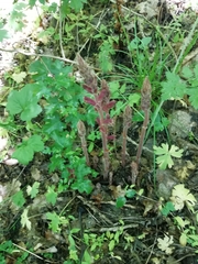 Orobanche laxissima