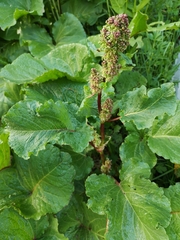 Rumex alpinus