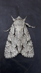 Acronicta psi