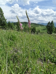 Pedicularis elata