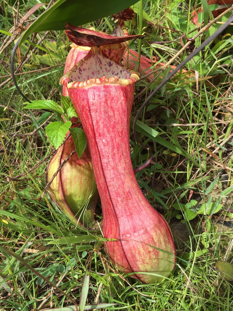 Nepenthes eustachya Miq. 3