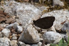 Erebia styx