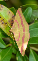 Rhodostrophia calabra