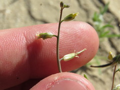 Streptanthus longirostris