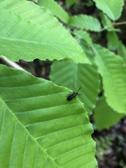 Schizotus cervicalis
