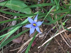 Sisyrinchium montanum