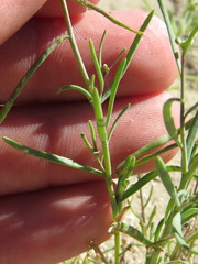 Streptanthus longirostris