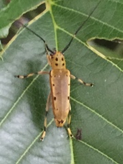 Saperda ocelota