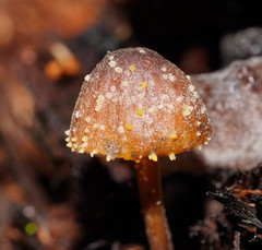Neobarya agaricicola