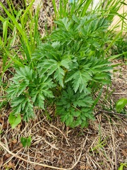Angelica gmelinii