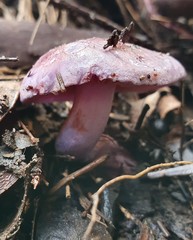 Phlegmacium lavendulense