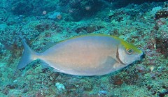 Siganus sutor