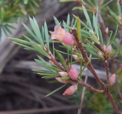 Brachyloma ericoides