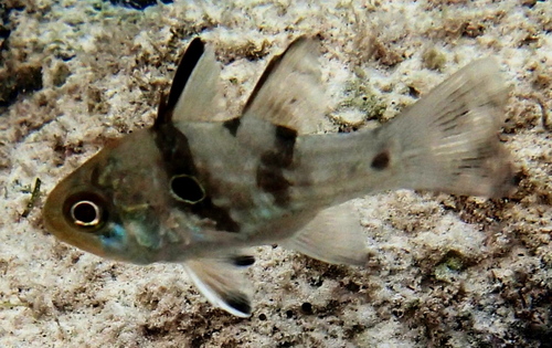 Gebande kardinaalbaars (Apogonichthyoides taeniatus) — Apogonidae