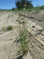 Streptanthus longirostris