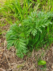 Angelica gmelinii