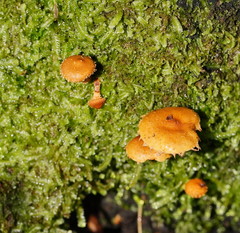 Pholiota squarrosipes
