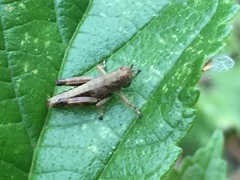 Parapodisma tenryuensis