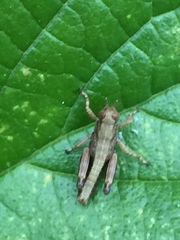 Parapodisma tenryuensis