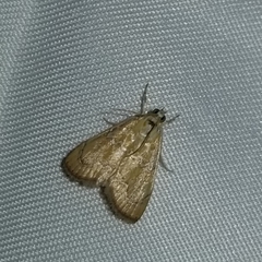 Glaphyria sesquistrialis