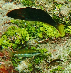 Thalassoma hebraicum