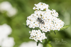 Chlorophorus figuratus