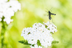 Chlorophorus figuratus