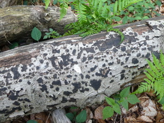 Diatrype disciformis