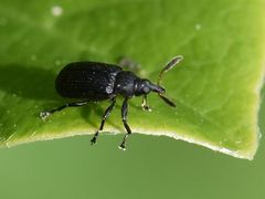 Magdalis barbicornis