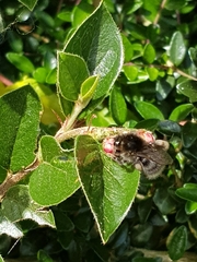 Bombus humilis