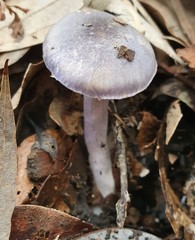 Phlegmacium lavendulense