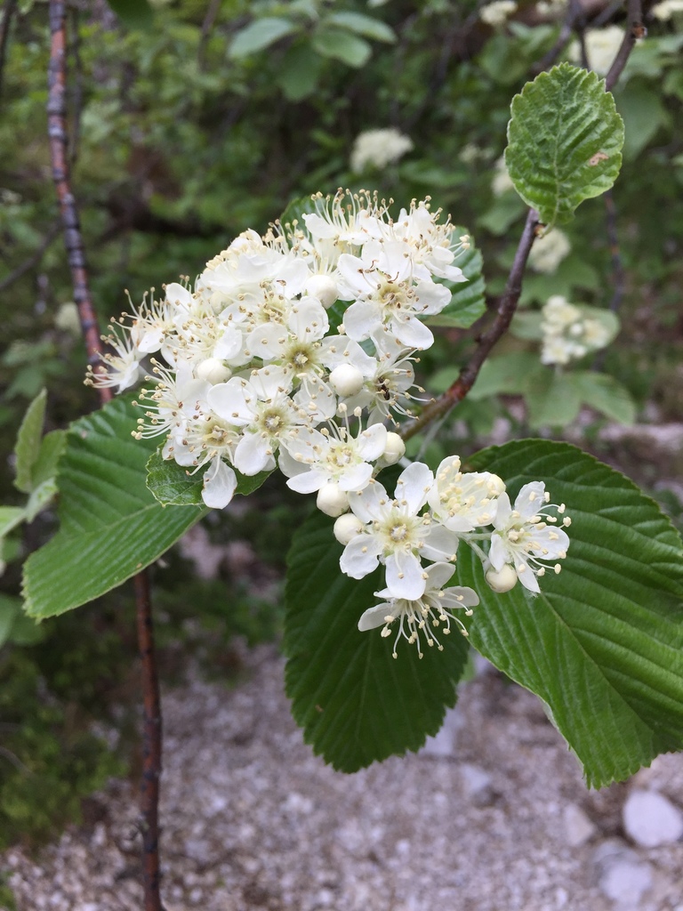 Rowan