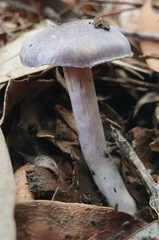 Phlegmacium lavendulense