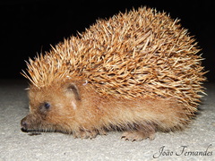 West European Hedgehog photo 4
