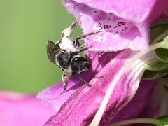 Lasioglossum sexnotatum