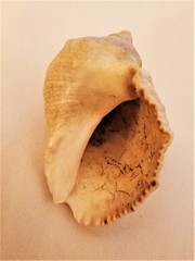 Rapaninae