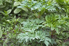 Angelica ursina