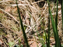 Leucorrhinia dubia