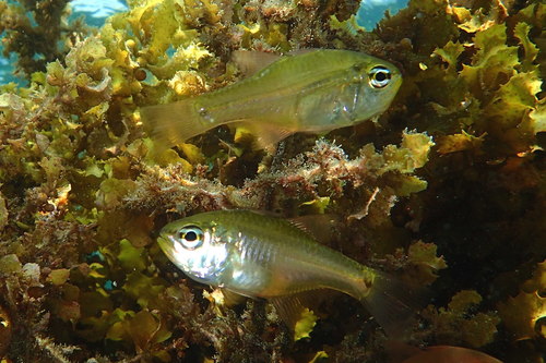 Taeniamia pallida observed 2020-02-13