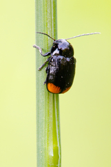 Cryptocephalus biguttatus