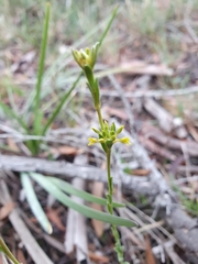 Pimelea curviflora
