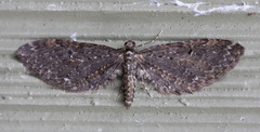 Eupithecia olivacea